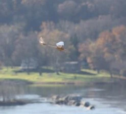 Hyper Flight Store -Hyper Flight Store micro bird of time 1 2m 20